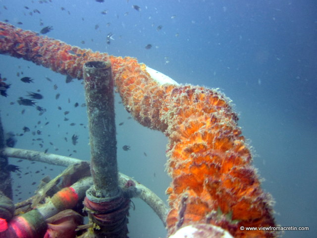 The hull on the wreck dive
