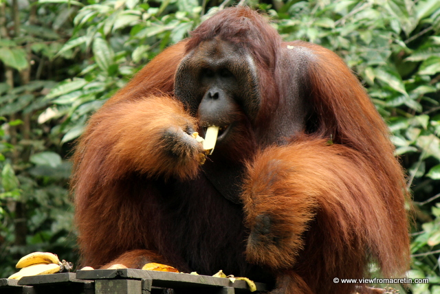 An orangutan enjoys some bananas at Semenggoh Wildlife Rehabilitation Center