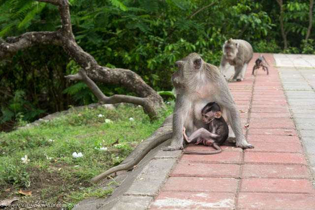 View of the Day - Monkeys in Bali, Indonesia