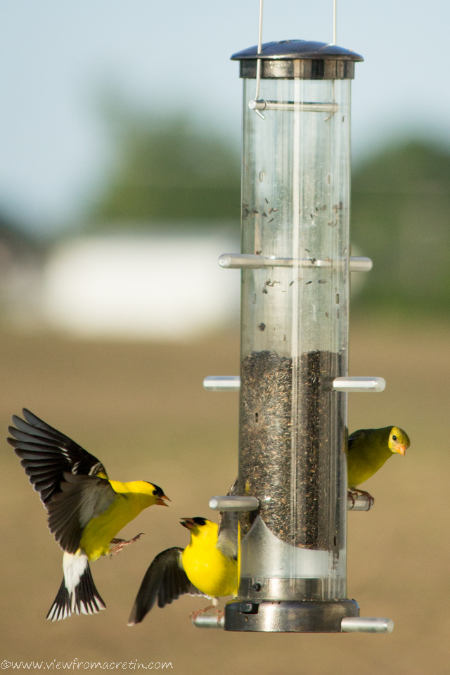 Goldfinches, Iowa's state bird, battle it out at a bird feeder in the American Heartland.